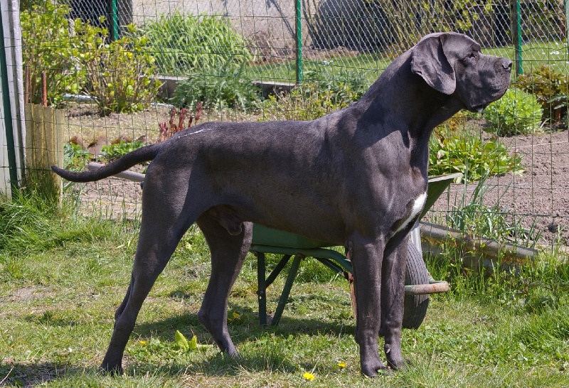 Balkan du Garronoux