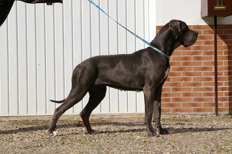 Baccara du Garronoux